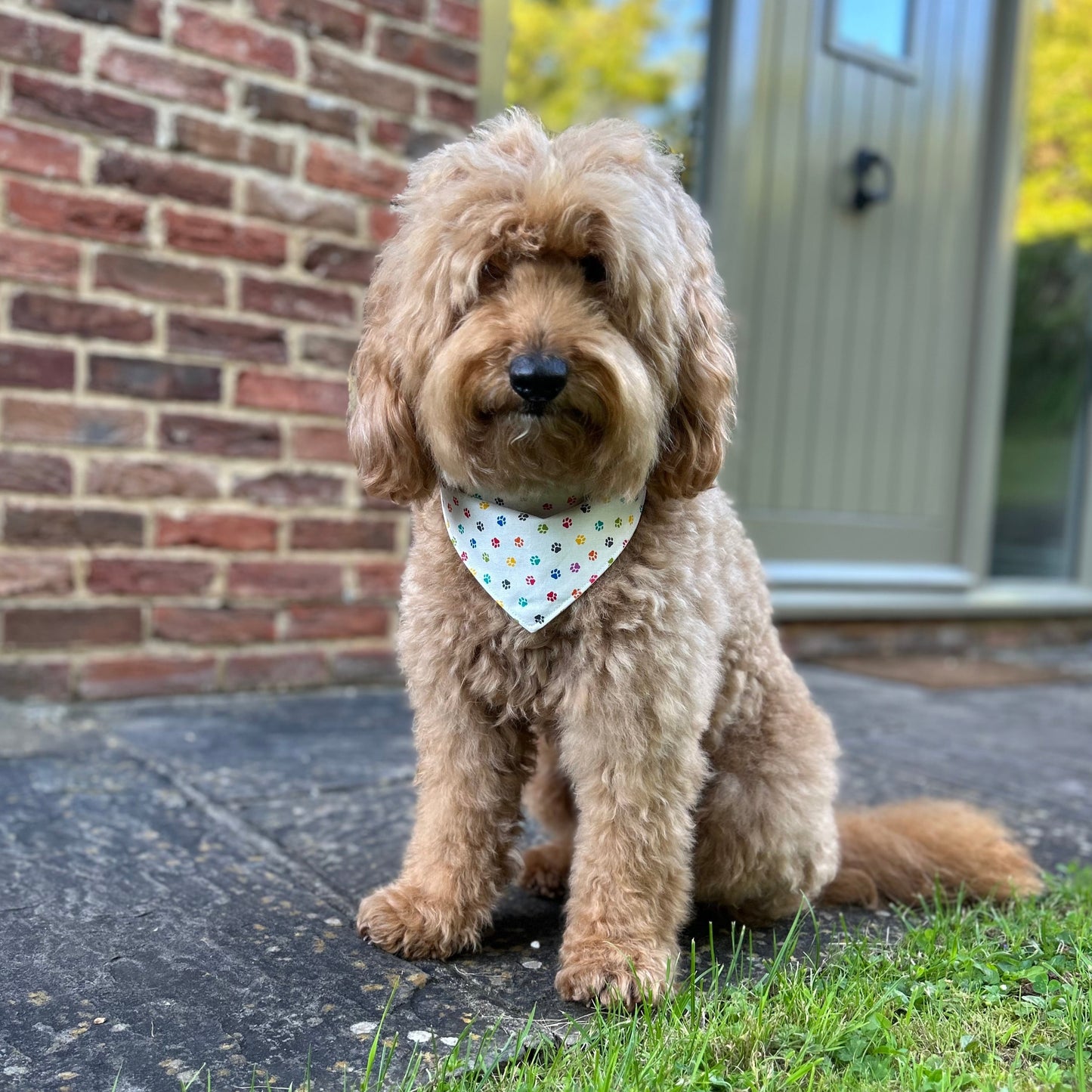 Small/medium - Over the collar & popper style pet bandanas & bowties letterbox gifts.