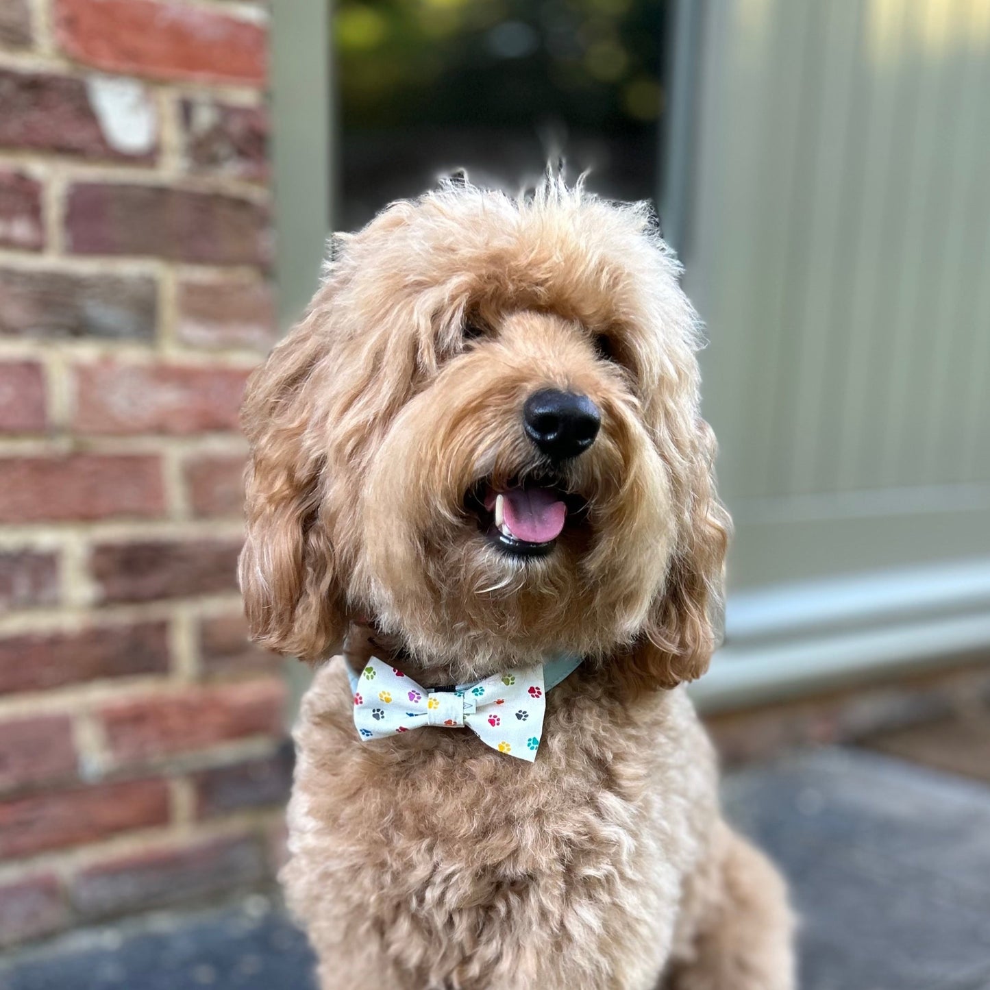 Small/medium - Over the collar & popper style pet bandanas & bowties letterbox gifts.