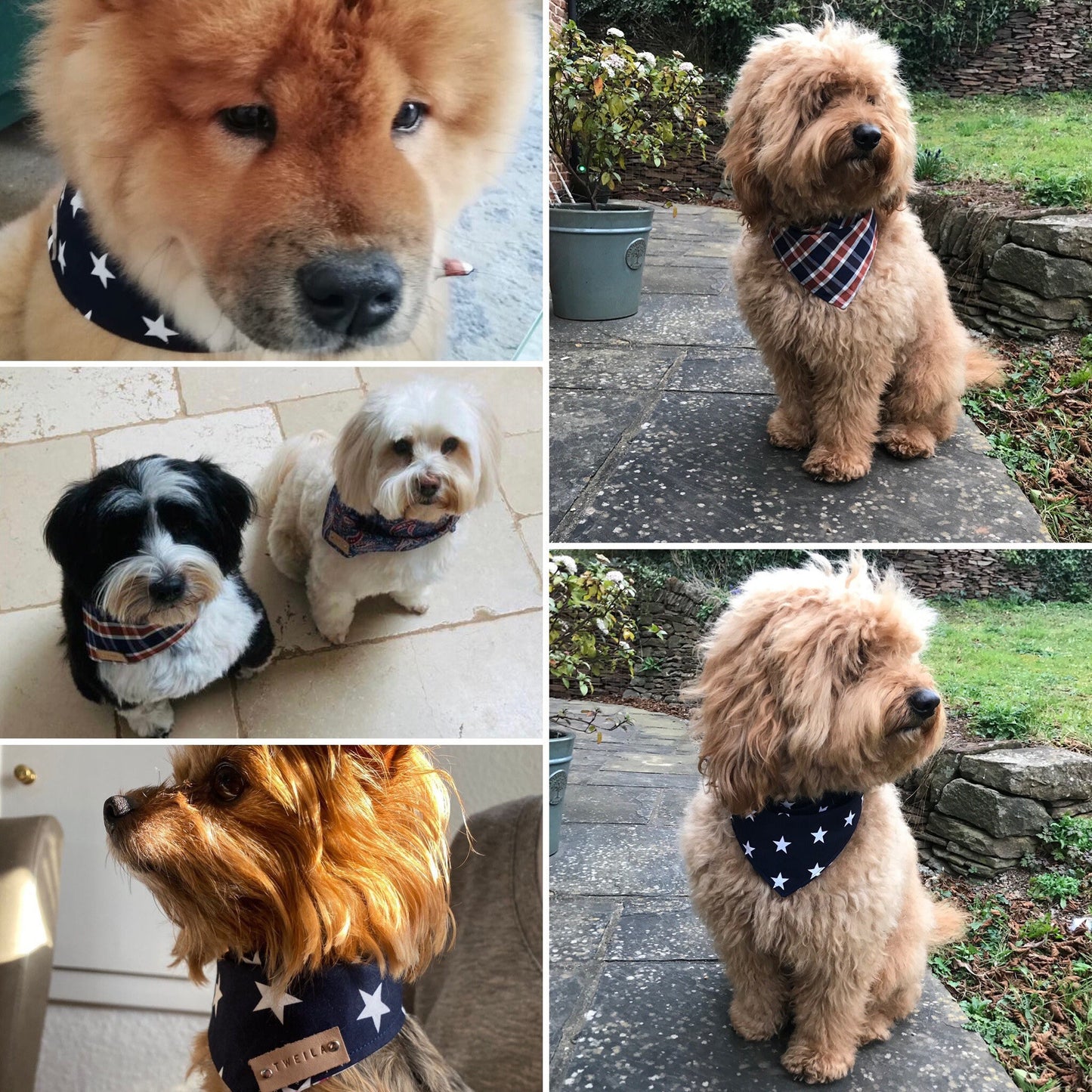 Small - Reversible, Popper style - Pet Bandana Gift