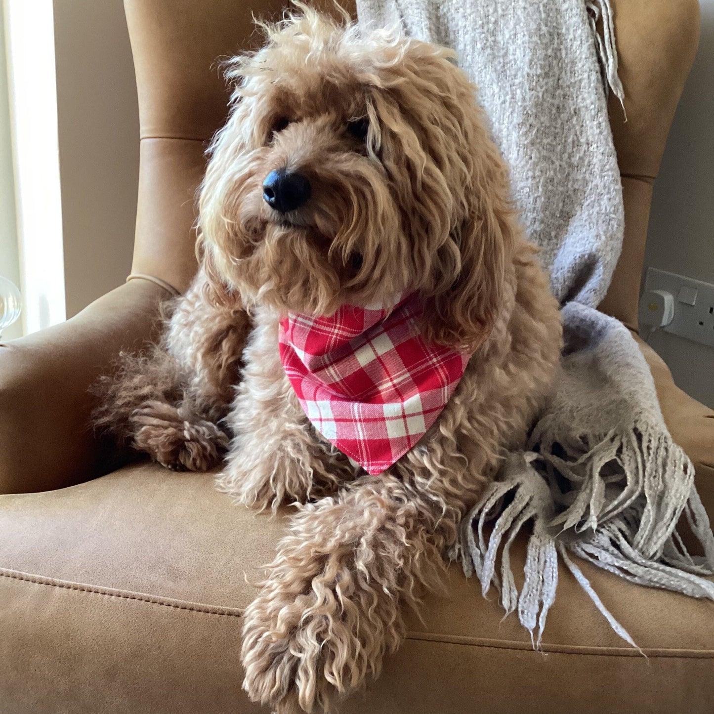 small/ medium/large - Red tartan dog bandana and bowties gifts